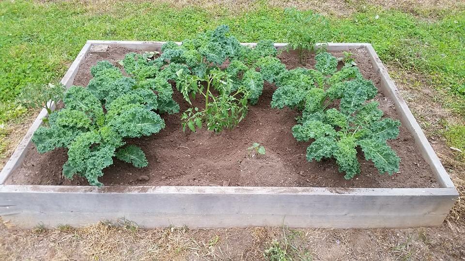 APSWestManor's tweet photo. Our Garden Club meets every Thursday and Spring has definitely Sprung in the Garden! Thanks to the Greenhouse Foundation #onGROW https://t.co/kJEEzku25A