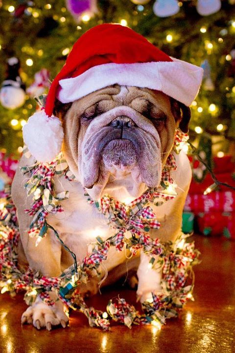 leichasolve's tweet photo. Bulldog Love! Waiting for Christmas already! #english #bulldog  https://t.co/tyrtnHSX9H... https://t.co/vgMS97YBro https://t.co/WSPQ4EN4Go