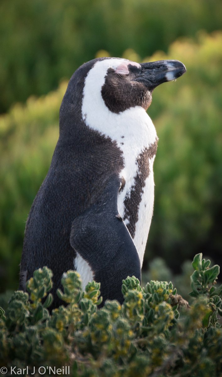 KarlJONeill's tweet photo. Happy World Penguin Day!
There are 17 types of penguin and 13 of those are threatened or endangered. Give them some love.
#WorldPenguinDay https://t.co/evBmwyb07w