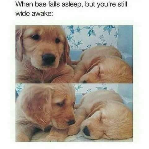 RavZ919's tweet photo. That stare though👀👀😍😍 #CutenessOverload #Puppies https://t.co/5gp4ev8UkS