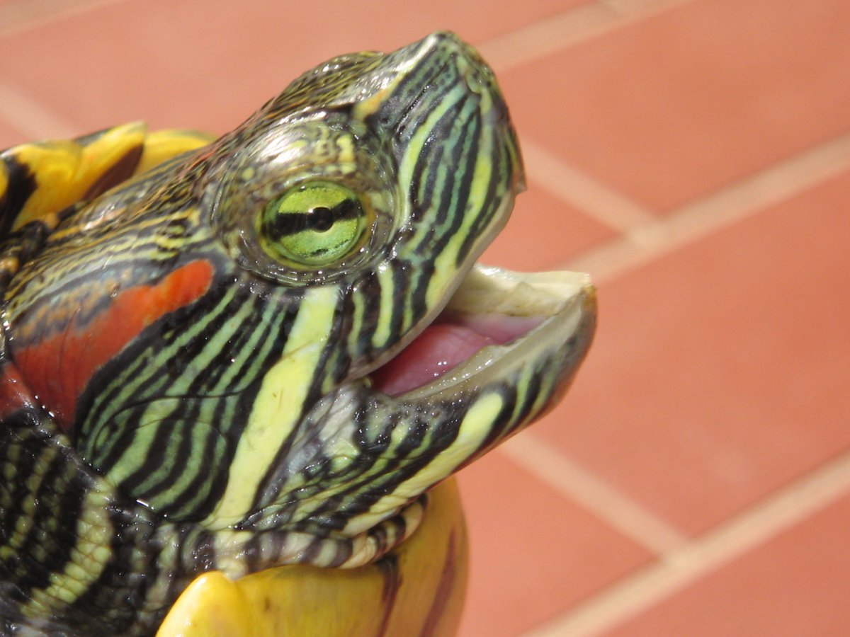 BaltimoreTurtle tweet picture