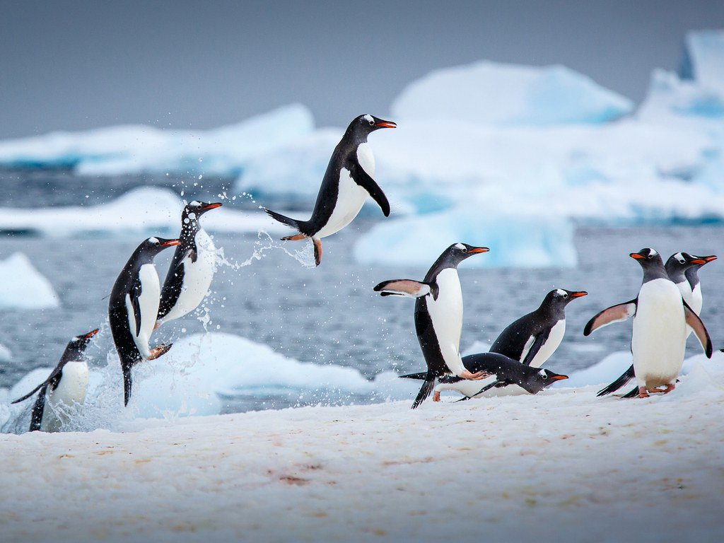 CNTraveler's tweet photo. The 5 best places to see penguins around the world https://t.co/xsI7j9RMwB #WorldPenguinDay https://t.co/xnTVVUoulV