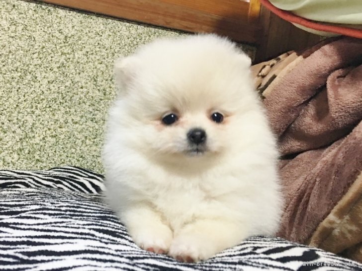 犬界の まとめ 広瀬すず 吉沢亮 綾瀬はるか Togetter