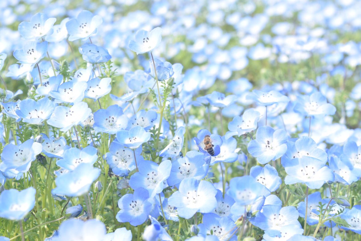 Anne_onstage's tweet photo. all blue

はじめてのネモフィラ。
いつか常陸行ってみたい✨ https://t.co/jxXbfzq49i
