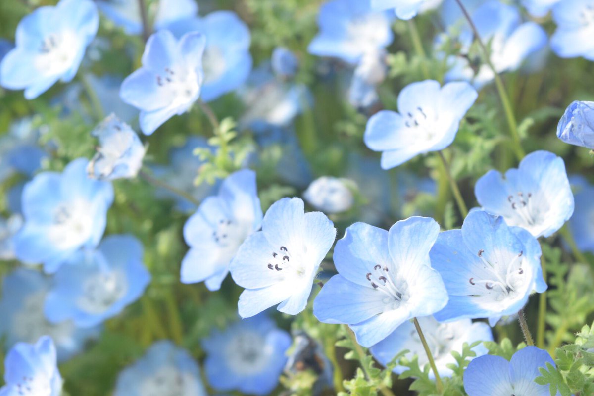 Anne_onstage's tweet photo. all blue

はじめてのネモフィラ。
いつか常陸行ってみたい✨ https://t.co/jxXbfzq49i