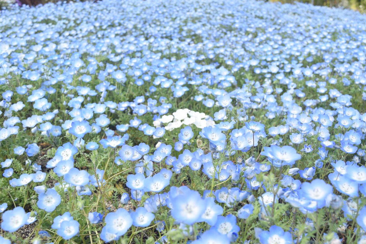 Anne_onstage's tweet photo. all blue

はじめてのネモフィラ。
いつか常陸行ってみたい✨ https://t.co/jxXbfzq49i