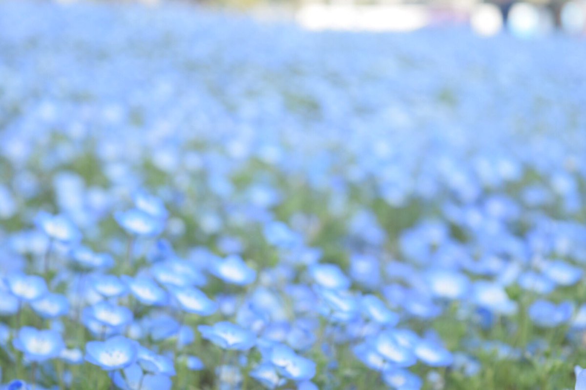 Anne_onstage's tweet photo. all blue

はじめてのネモフィラ。
いつか常陸行ってみたい✨ https://t.co/jxXbfzq49i