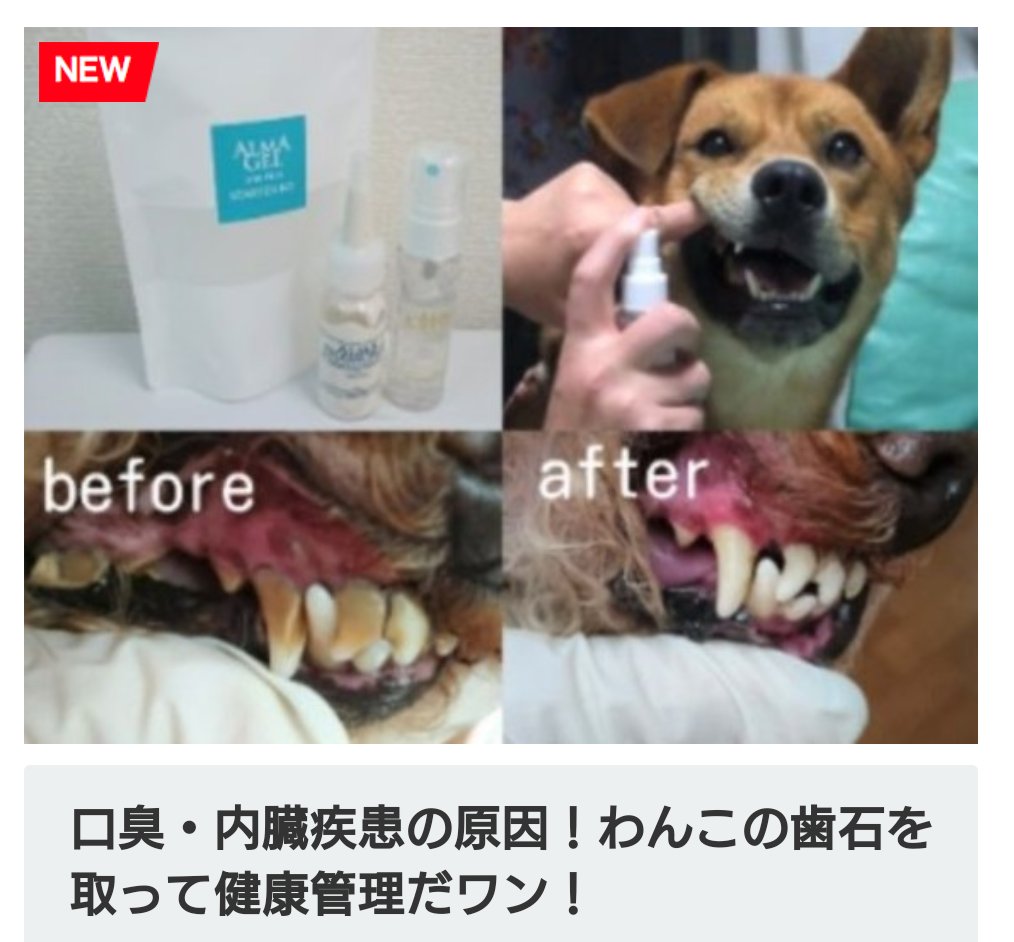 curette_one's tweet photo. 2017年9月23日～24日
アウトドアドッグフェスタにて出店します。会場でわんちゃんの歯石を取ります！詳しくはこちら  https://t.co/tZVWu3hUoB https://t.co/ngUah4N0Wa