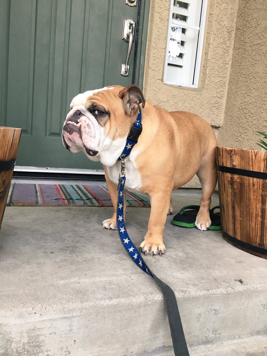 lord_roscoe's tweet photo. Does it look like I'm ready for a walk? #noway #takemebackinside https://t.co/NfnPfbXqRm