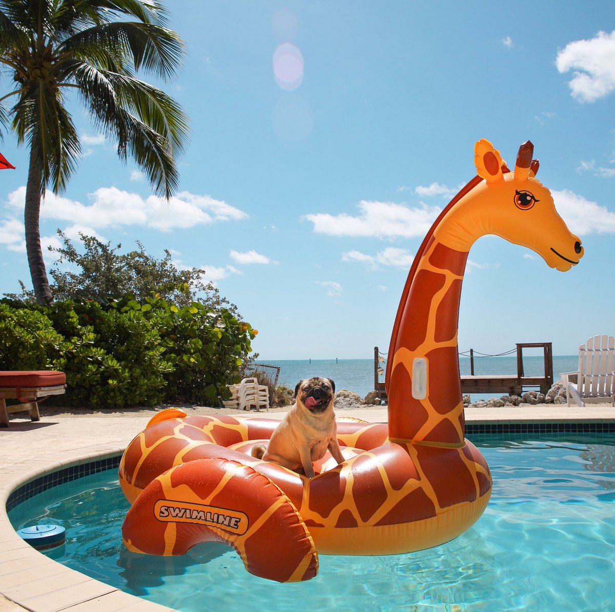 itsdougthepug's tweet photo. I'm a sucker for a good pool floatie https://t.co/wjgjqDvjYT