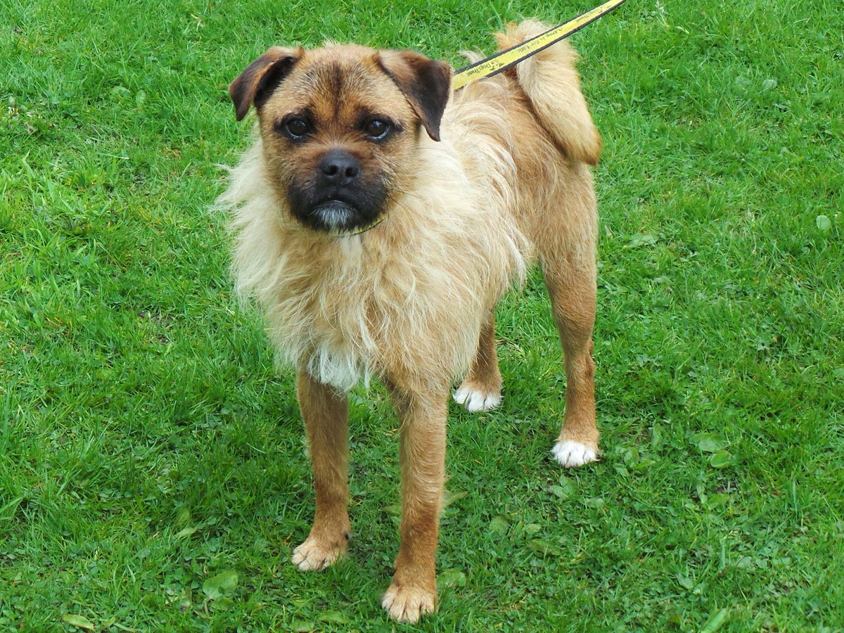 Dog with an ‘uncanny theatrical resemblance’ to Shakespeare needs a new home <a href="/DogsTrust/">Dogs Trust 💛🐶</a> bit.ly/2oIuGqR