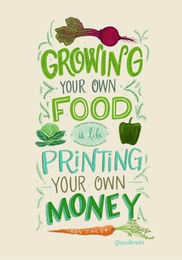 greenseedHQ's tweet photo. Grow food, eat well, save money... simple 🙌🏽🌱🍅 #gardenchat #gardening #growfood https://t.co/D5Li6jTHFf https://t.co/GLcSZNCyWc
