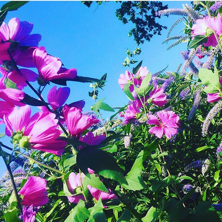 I will not be
another flower,
picked for my
beauty and left
to die. I will
be wild, difficult 
to find, and
impossible to
forget.
#mypic