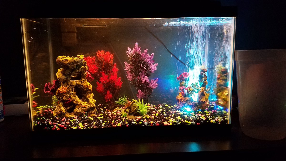PoshwithTashFL's tweet photo. New #aquarium since my  #crayfish cant #play #nice #poshwithtashfl https://t.co/HfPkto7hmf
