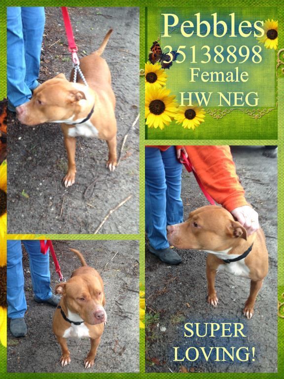 FriendsOfDuplin's tweet photo. PEBBLES IS A 💎
HW-
#BULLY MIX
❤️'S DOGS &amp; PPL
1 YR OLD
📞910-286-2159
#DUPLINAC #ILM #NC🇺🇸
#DOGSOFTWITTER #DUPLIN
➡️https://t.co/crs6nUWZEF https://t.co/4K6hF5F0uu