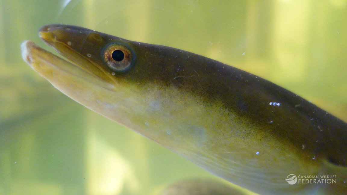 CWF_FCF's tweet photo. Did you know that American Eels live in both saltwater and freshwater? Learn more from @HinterlandWhosW https://t.co/j3sFbRyxMJ #HelpTheEels https://t.co/h0MQeRQd9U