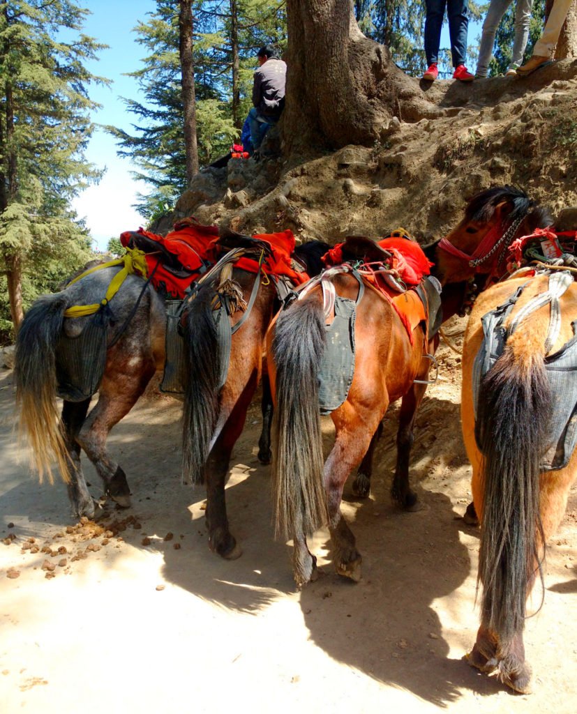 Here is the dark truth behind Kufri. <a href="/hptdc/">Himachal Tourism</a> #travelblogger #TravelTuesday #ttot #travel #TravelSkills saltandsandals.com/dark-truth-beh…