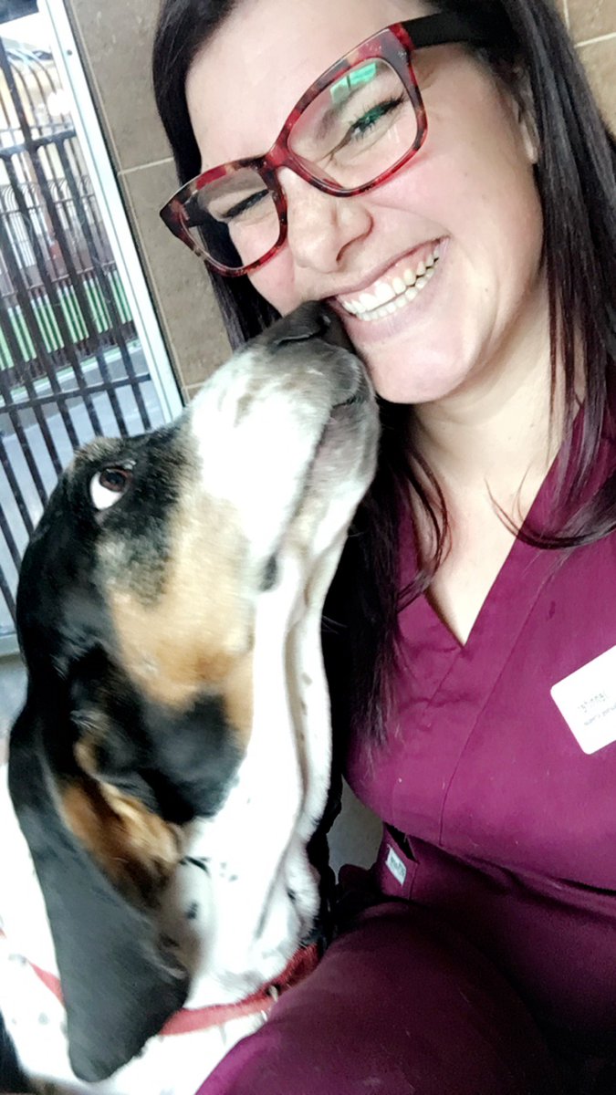 AMSCScottsdale's tweet photo. Duke is giving plenty of kisses to Jennifer our boarding attendant. One of the perks of the job! #laboroflove https://t.co/o3zYBzoIoH