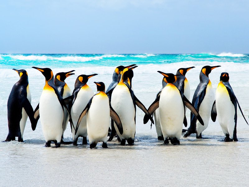 TowsonTravel1's tweet photo. Planning a trip to Australia? Breathtaking views, beautiful beaches, and some of the world's most extraordinary animals #WorldPenguinDay https://t.co/9prvjIYSF6