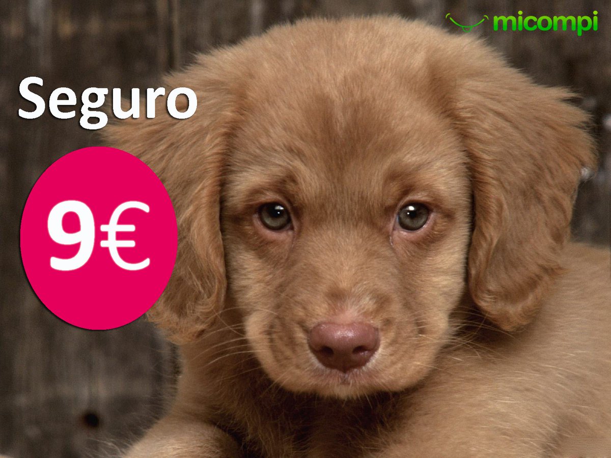MicompiCom's tweet image. Asegura tu Cachorro micompi.com #cachorros #labradorretriever #goldenretriever #pastoraleman