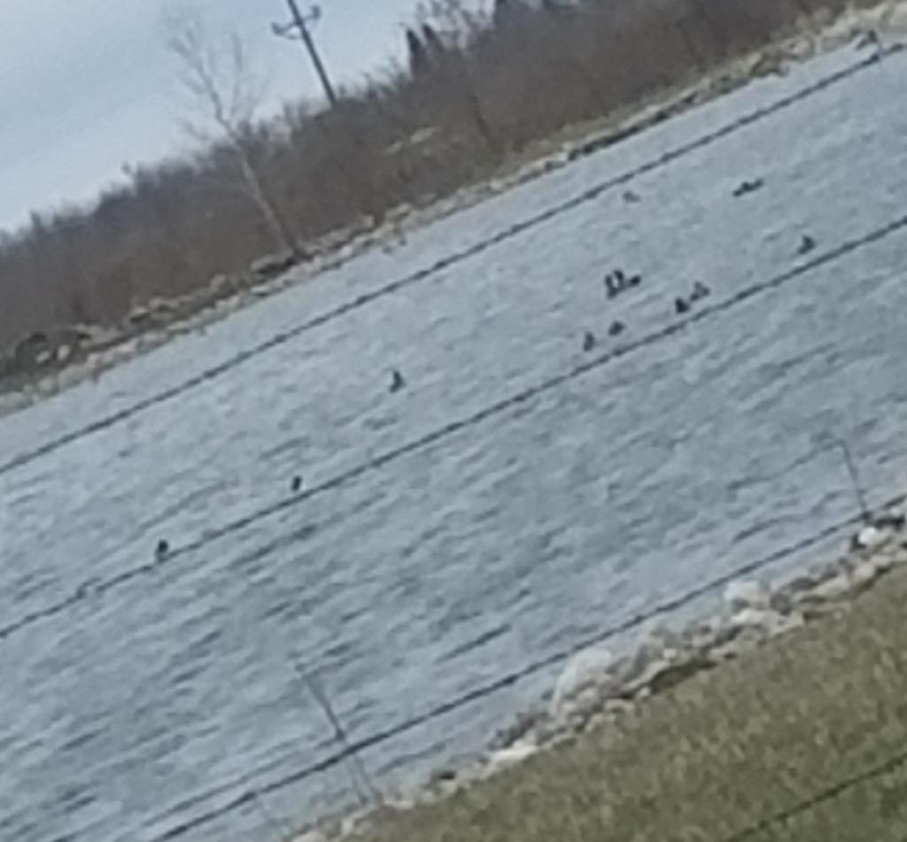 AshleyRamm's tweet photo. Terrible picture but ducks for days on our field trip #bsubirdclass https://t.co/MpQXXLjoDl