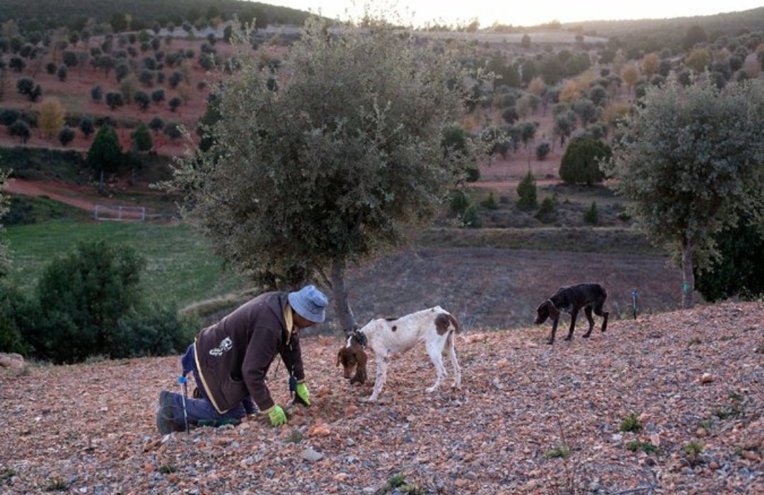 NapaTruffleFest's tweet photo. #Springtime means #truffle hunting around the world. #Truffles #Tartufo #Spain https://t.co/Igav6XGbGx