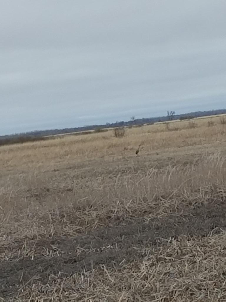 AshleyRamm's tweet photo. Crappy picture but tried to get a decent pic of the sand crane today on the field trip #bsubirdclass https://t.co/C2jSyh0nhu