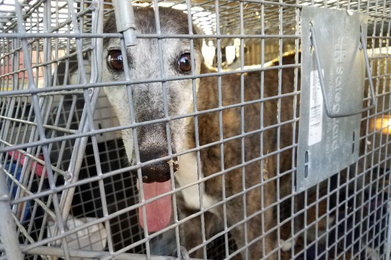 PetLevrieri's tweet photo. 📢 GREYHOUND SMARRITA, RITROVATA DOPO CINQUE ANNI. LA VICENDA INCREDIBILE DI CASSIE. ♥️
https://t.co/P5igGjosQZ https://t.co/JcZFwsOtgn