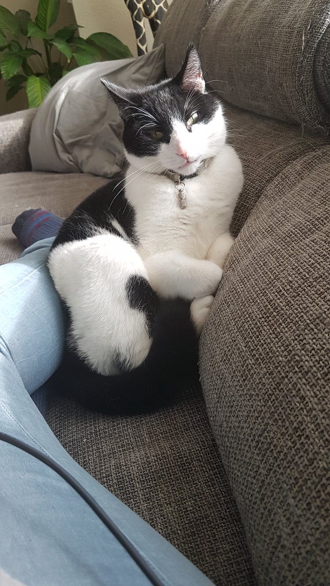 Sorry lieve DHL-bezorger, ik zal het nooit meer doen! <a href="/DHLPaket/">DHL Paket</a>  #killerkat #tim #🐱