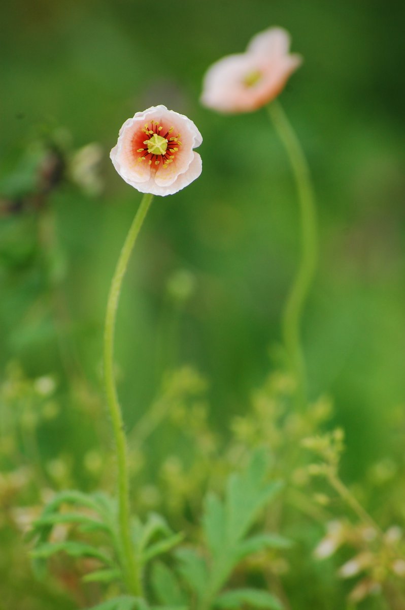 ろっくみみず ナガミヒナゲシ 花言葉 感謝 Nikon 花