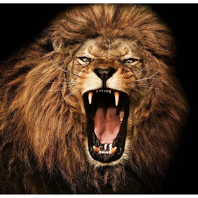 karengoodsell's tweet photo. A lion doesn't lose sleep over the opinion of sheep. #keepConfident #TuesdayMotivation https://t.co/iepCrbaAVz