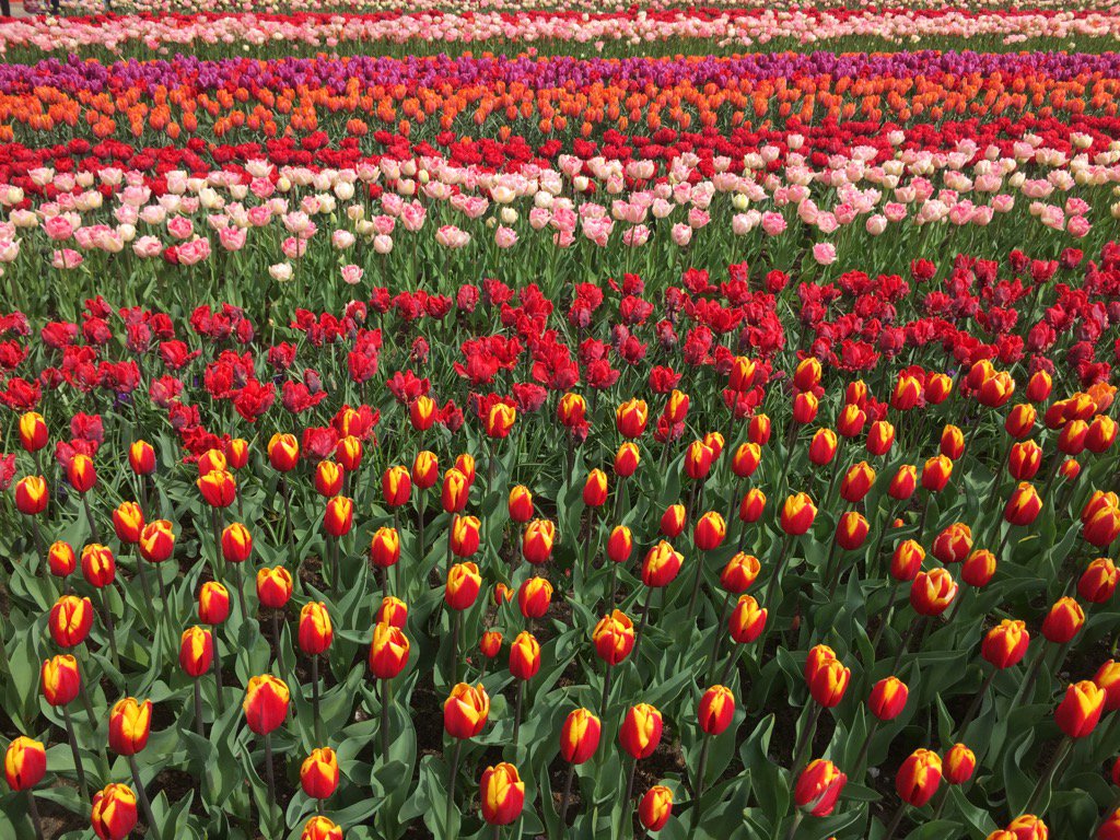 Sea of tulips #Keukenhof #colourinspiration