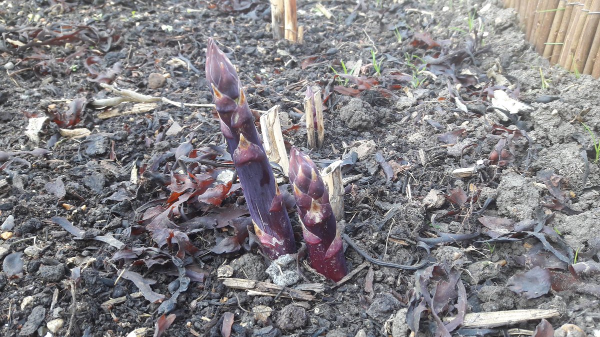 Turpin101's tweet image. There are still a few days left in April. Here's what to do in the veg plot this month: roomforaradish.blogspot.co.uk/2017/04/what-t… #gardening
