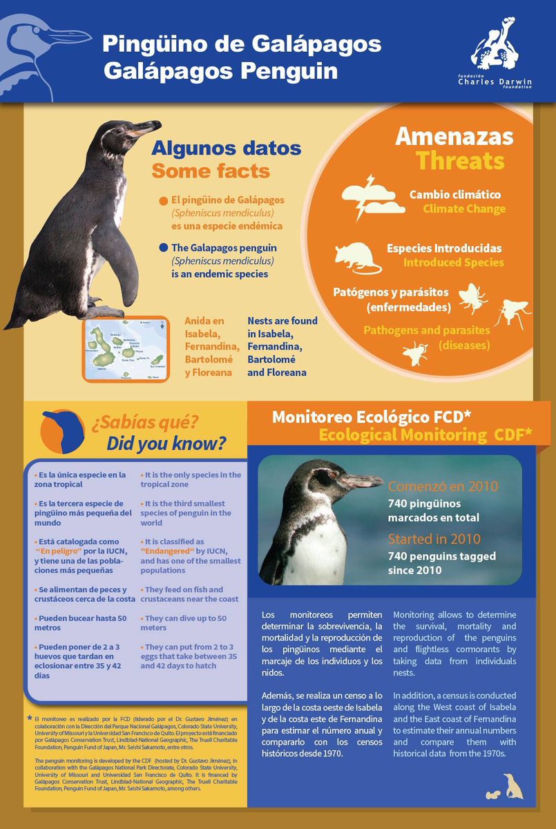 Feliz Día Internacional de los Pingüinos! ¿Sabías que el Pingüino de  #Galápagos es la tercera especie más pequeña del mundo? #penguinsday, image size:805x1200