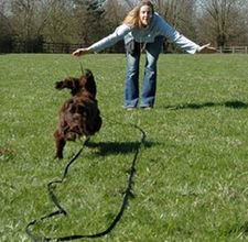 EarSolv's tweet image. Recall - the most important thing you can teach your dog - dogtrainingdiaries.co.uk/recall-the-mos… 

Does your dog take off into ...