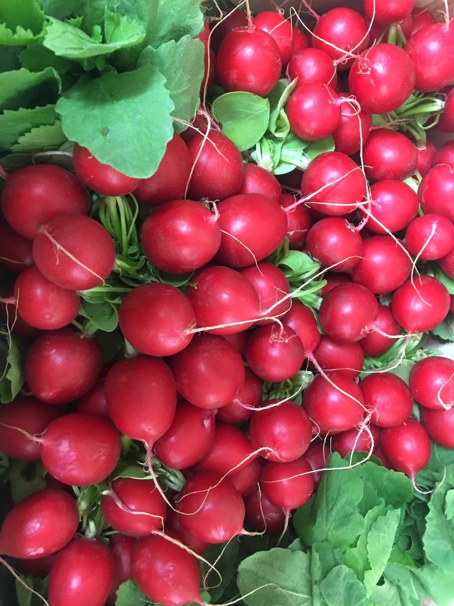 ContFruitsTavi's tweet photo. Check out these beautiful bunch radish, these will definitely brighten up up meal #supportlocal #tavistock #makemealsfun #bunchradish https://t.co/R8Z8WRN8vJ