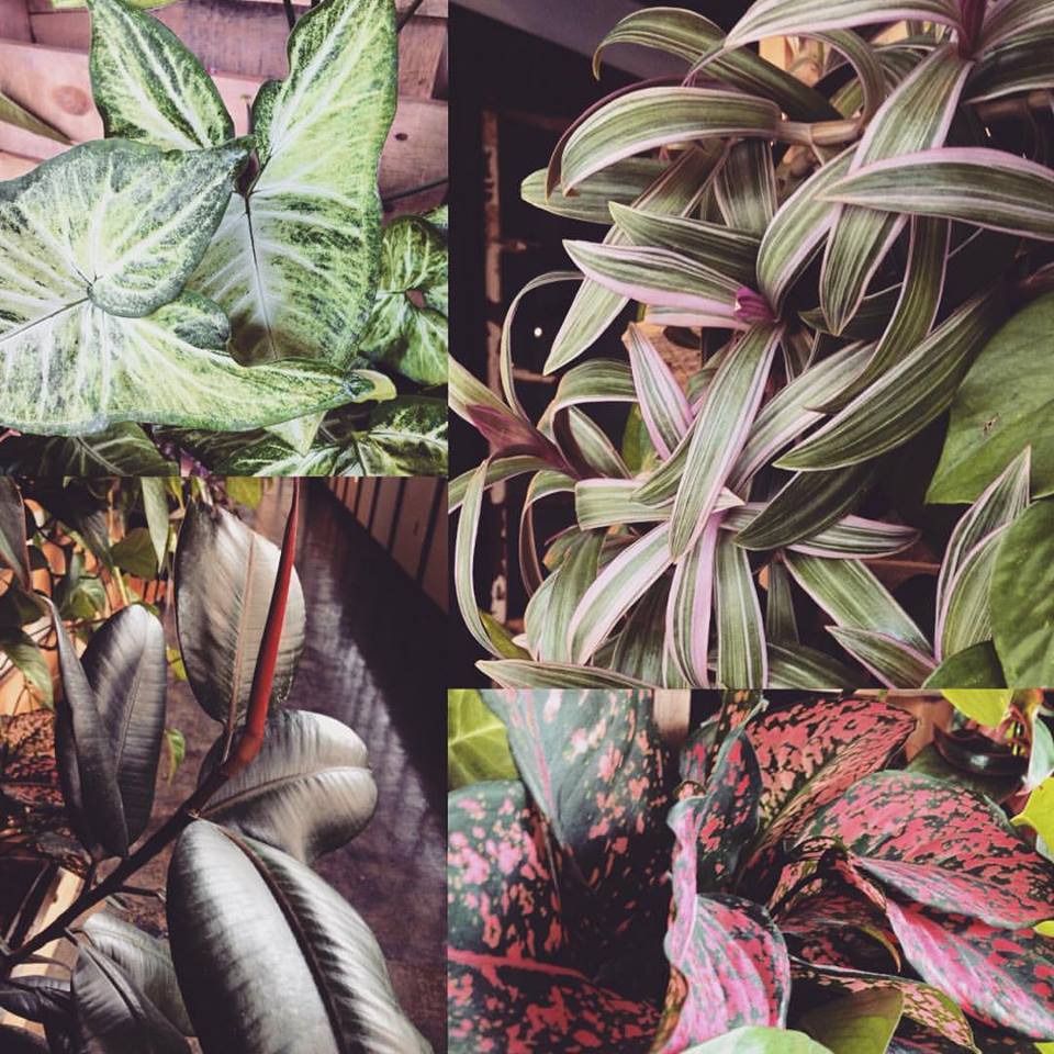 Pubforge's tweet photo. Happy belated #earthday! We planted these over a year ago - they really make our space feel more like home.
#pubforge #coworkingspace https://t.co/QJJAETJEEE