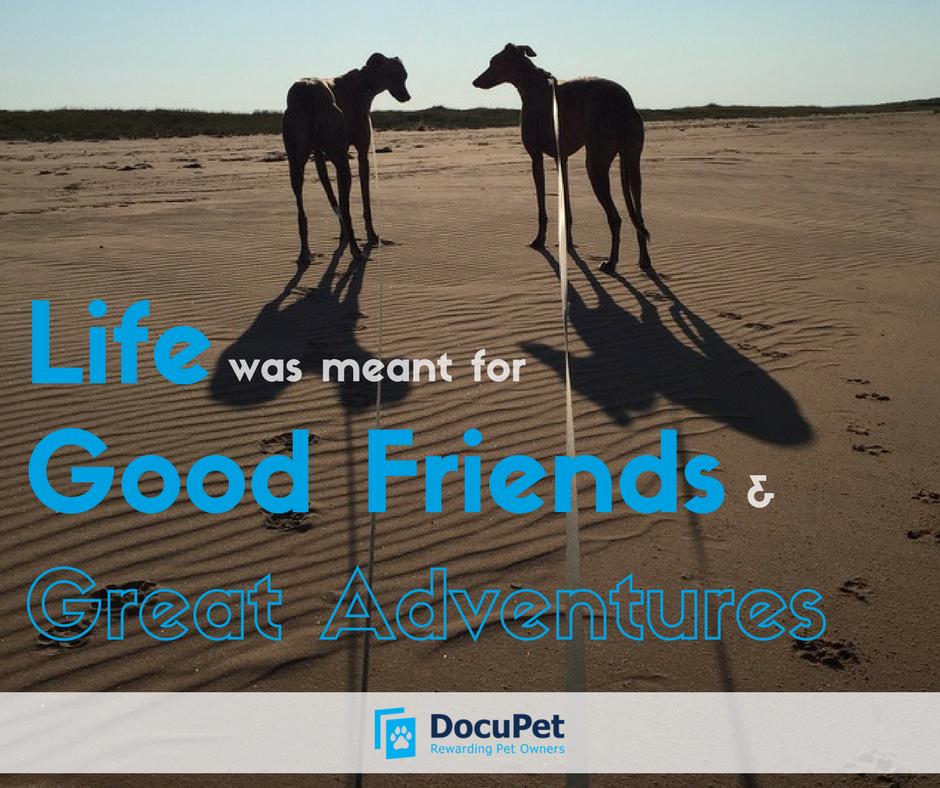 DocuPetWDSPCA's tweet photo. Forget the sidewalk, venture off the beaten path
(don't forget your #DocuPetTag!)

Find your city, licence today @: https://t.co/a3SIjmSAYm https://t.co/WNvdLhScJh