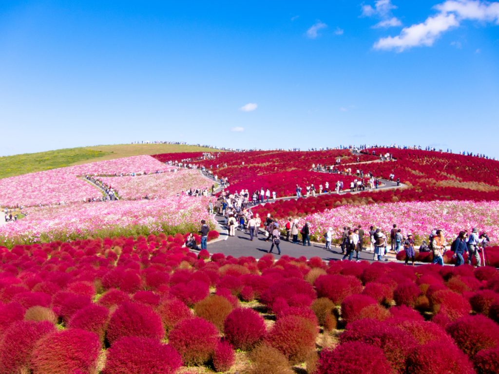 Hitachi Seaside Park in Japan
#bloomingflowers #babyblueeyesflowers #wonderfulscene #stunningview