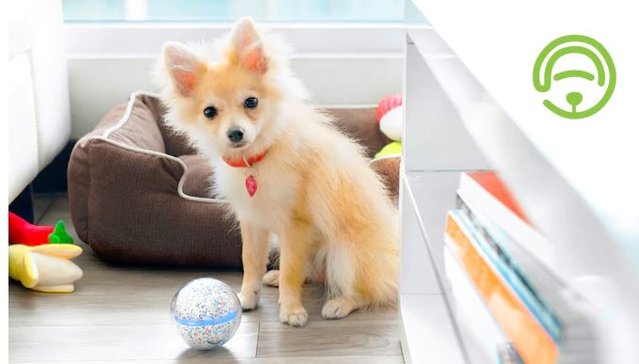 SamuelGle95's tweet photo. Check out this #gadget that replaces #petsitters #LenovoChampions https://t.co/H3OGobPXr6 https://t.co/cNuMht3frK