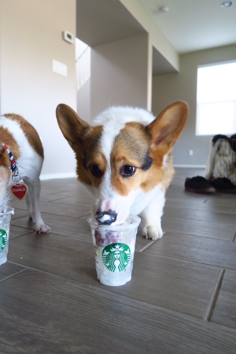 NuggetTheCorgi's tweet photo. 😊birthday treats🎂 https://t.co/YfGdeD77su