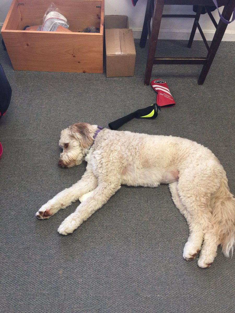 WatervilleCC's tweet image. @assistant_pro @AProProblems good shop help is hard to find.#halfday#getyourowncart