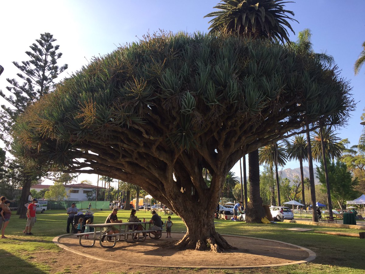 ThingsForSaleLA's tweet photo. The bush/tree is in #SantaBarbara.  Any idea what kind it is? #beautiful #tree #EarthDay #learning #nature https://t.co/gZEPynUJg1