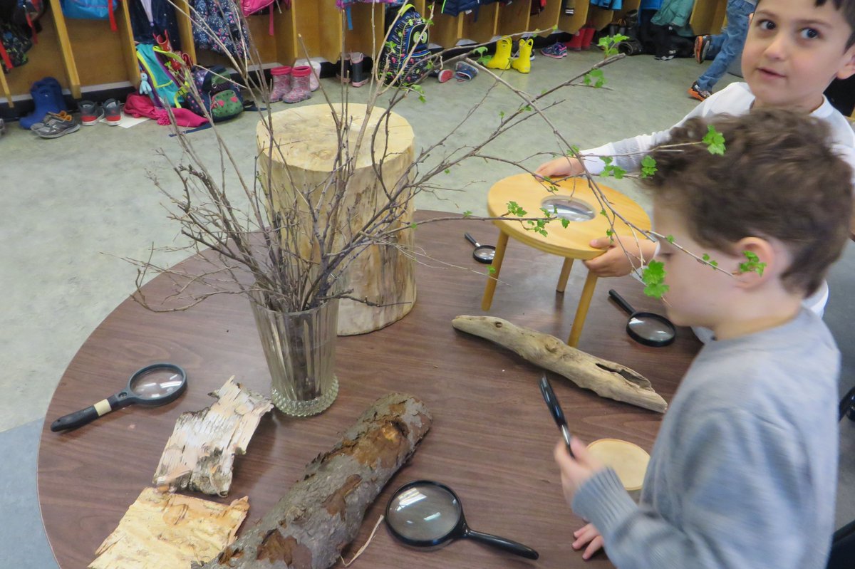 LmcfadyenM's tweet photo. Learning about trees in Kindergarten. #WSDJBM  #jbmlearners https://t.co/SGFl3IZD1K