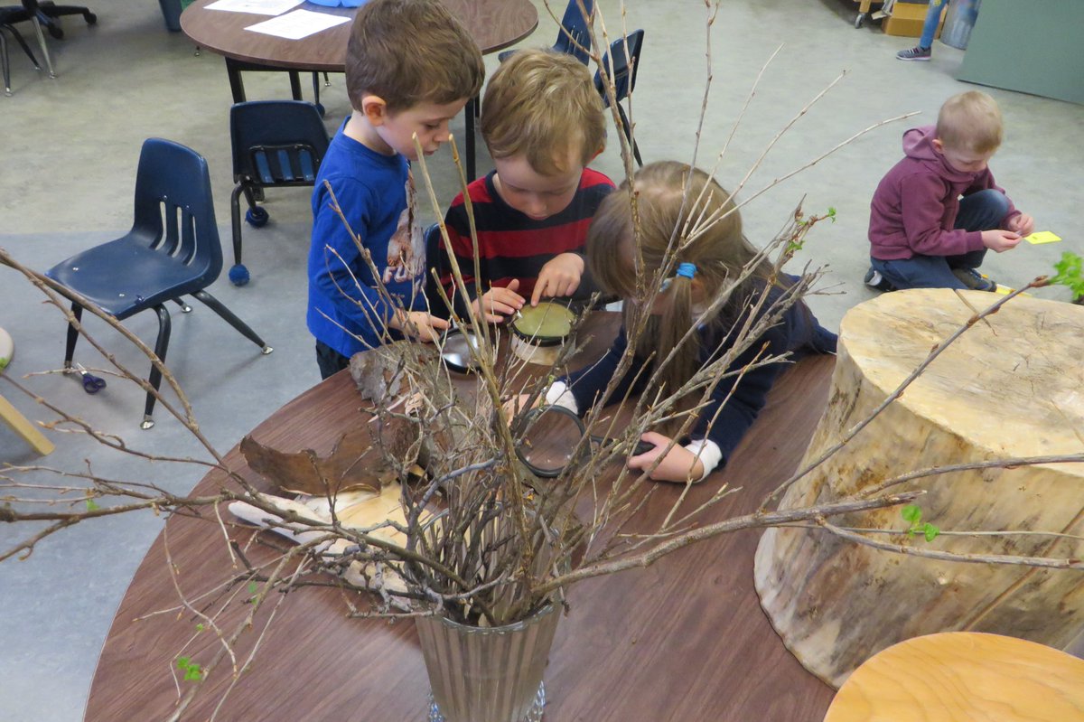 LmcfadyenM's tweet photo. Learning about trees in Kindergarten. #WSDJBM  #jbmlearners https://t.co/SGFl3IZD1K