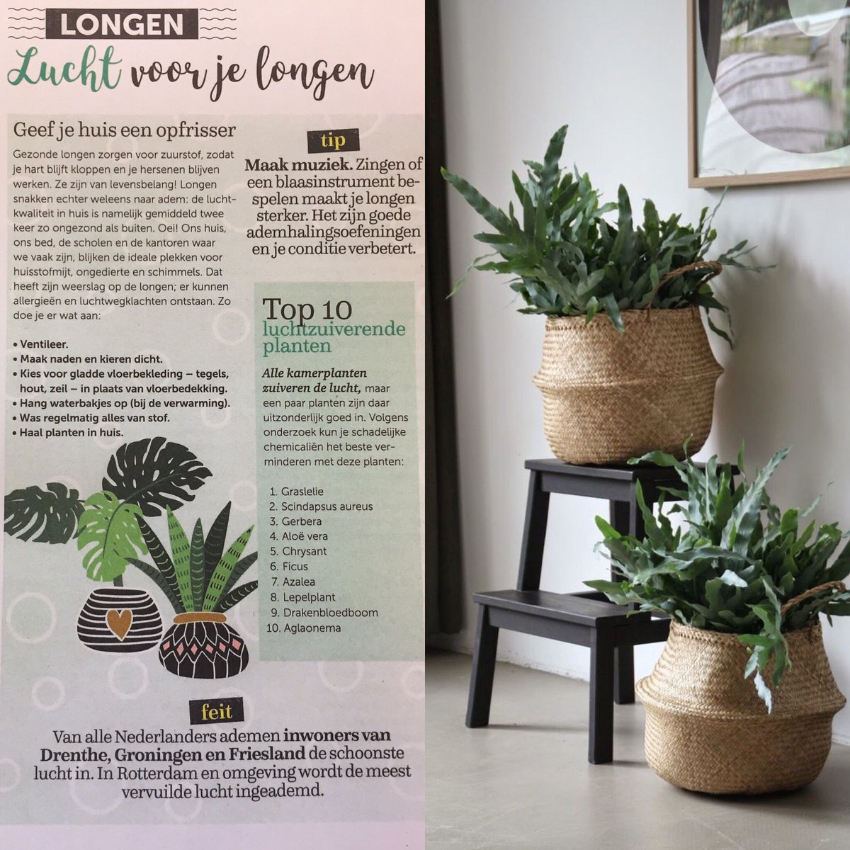 green_sales's tweet photo. Voor een gezonde #leefomgeving, #luchtkwaliteit in huis, bedrijf, school zijn #kamerplanten noodzakelijk!!
#AirsoPure https://t.co/z1jZWs78sc