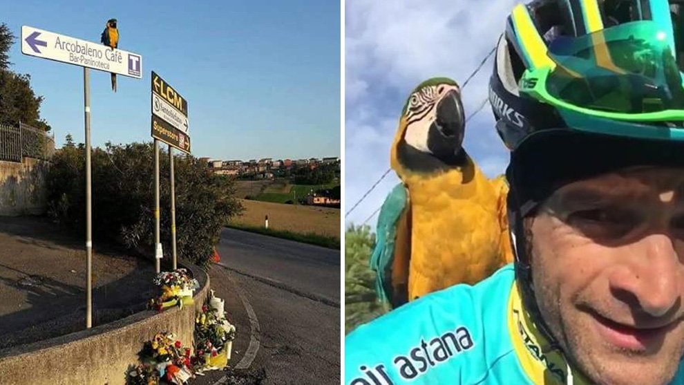 marca's tweet photo. ¡Entrañable! ¡Precioso! Frankje, el loro de Scarponi, sigue esperando al ciclista en el lugar en el que falleció ▶ https://t.co/hxt5dW9aih https://t.co/tO98gAPkeC