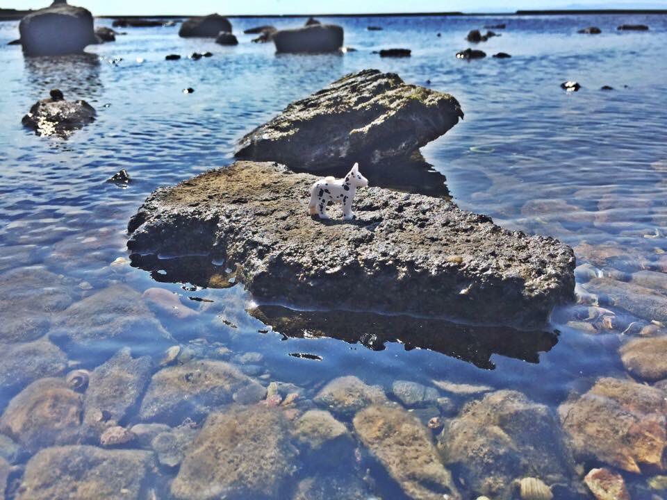 CoastguardTeam's tweet photo. Just taking the dog for a walk? If you let you dog jump in for a swim make sure he can easily get back out #BeWaterAware #999Coastguard https://t.co/7e8xwYBkir