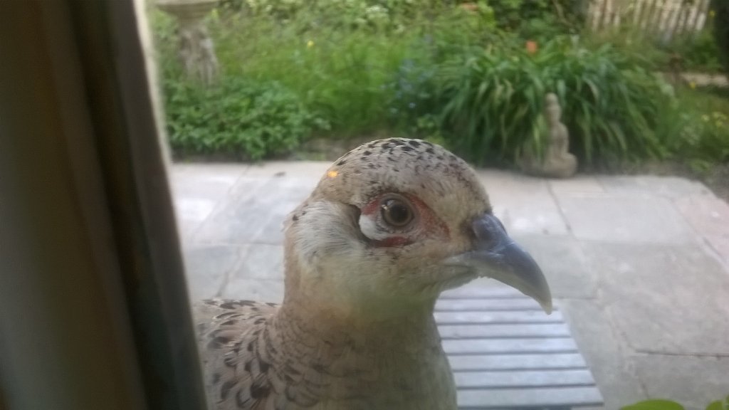 selfseeding's tweet photo. This is getting ridiculous! #watched #kitchenwindowsill https://t.co/m7FnQrMPLR