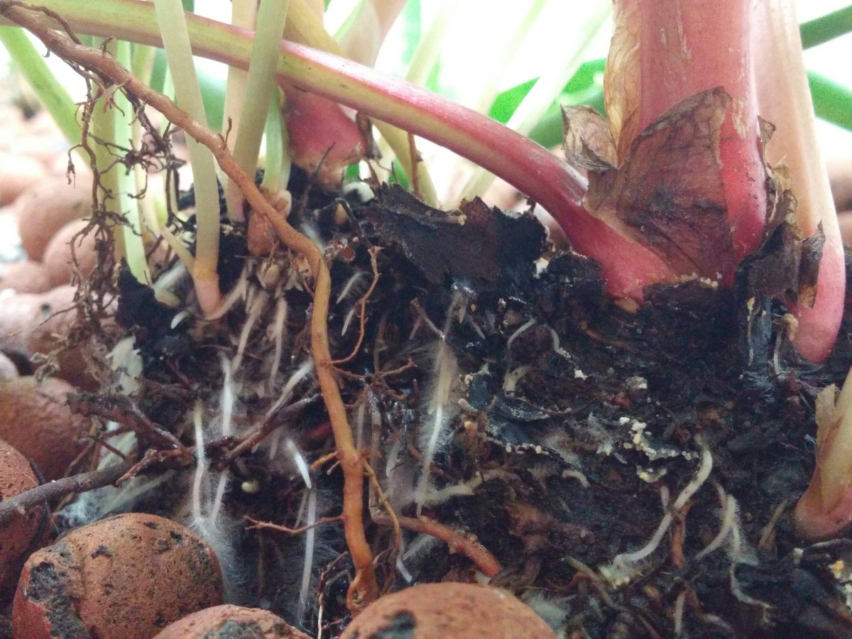 NoFunOverlord's tweet photo. These roots are all new. And I swear this rhubarb is twice as big as when I planted it... I feel like it might be in the wrong #growbed https://t.co/MzqJpUHA3R